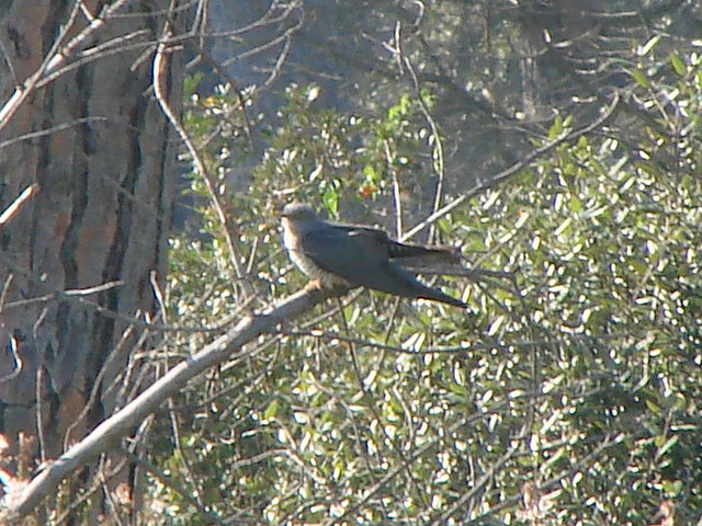 richiesta identificazione rapace.